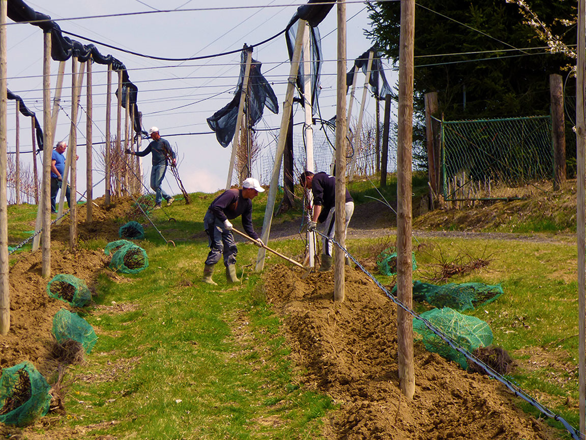 Planting trees harvest hands