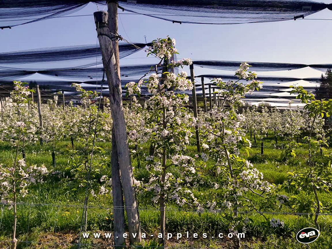 EVA_Blossoming_April