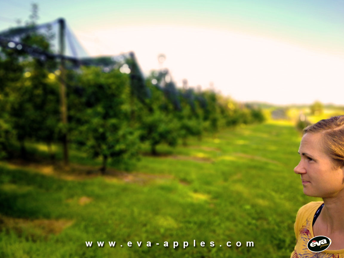 EVA Apples Karin Lafer