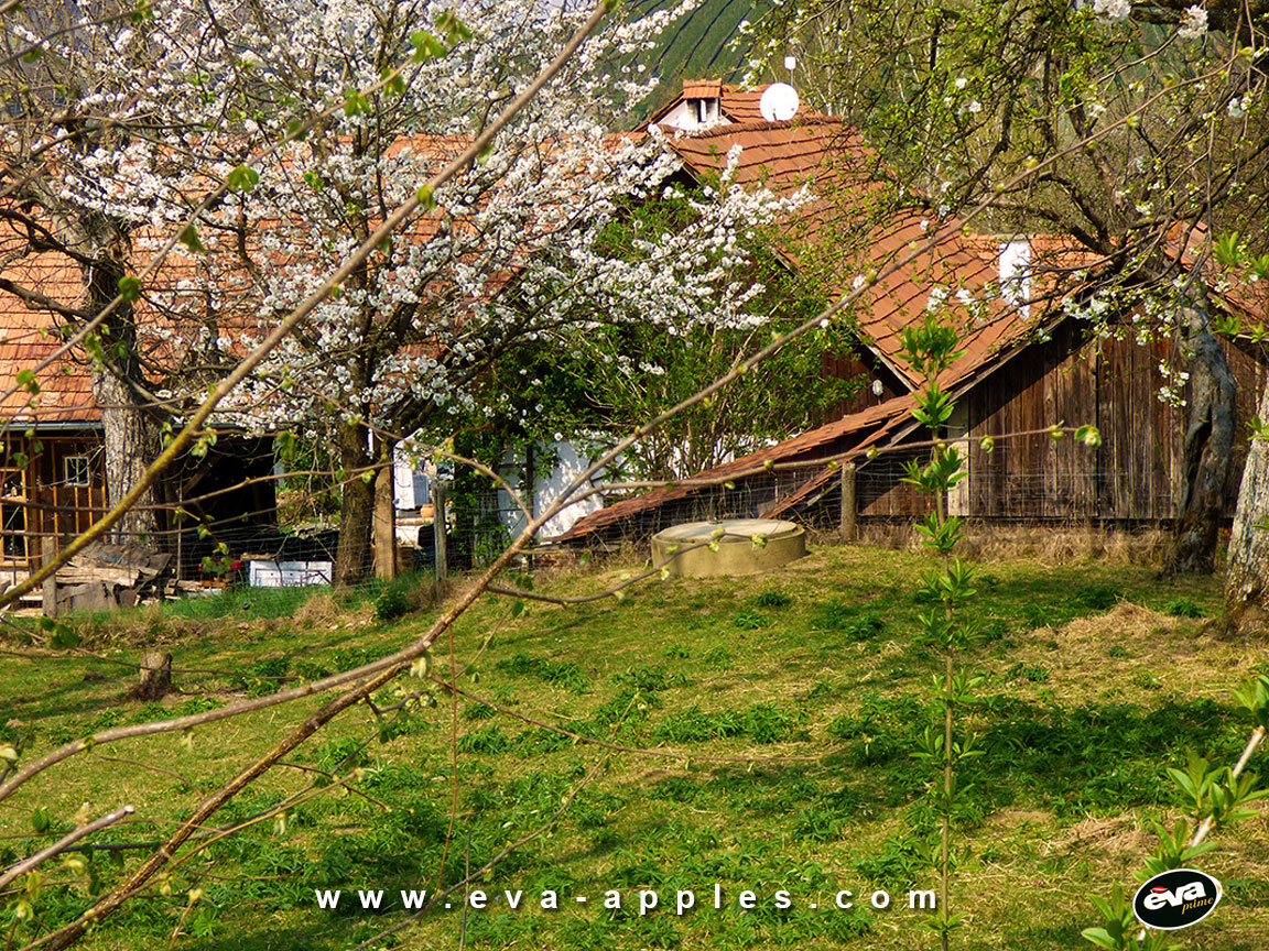 EVA Apples Spring